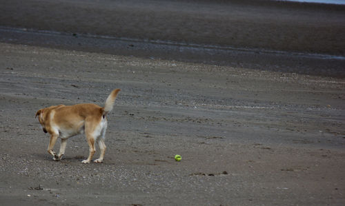 Dog walking on road