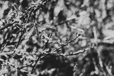 Close-up of flowering plant on tree