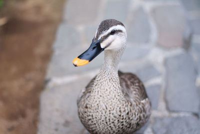 A cutie duck