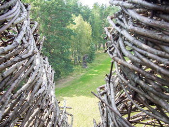 View of bamboo trees