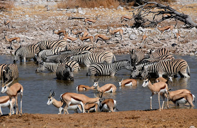 Zebras and springboks at pond