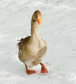 Close-up of duck on snow
