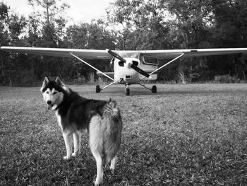 View of a dog standing on field