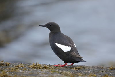 Close-up of bird perching on rock