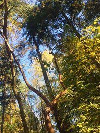 Low angle view of trees in forest