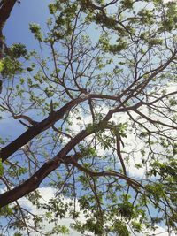 Low angle view of tree against sky