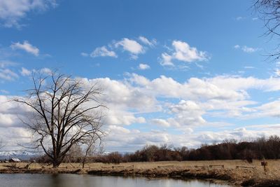 Bare trees on landscape against sky