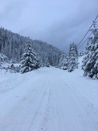 Winter wonderland with trees covered in snow