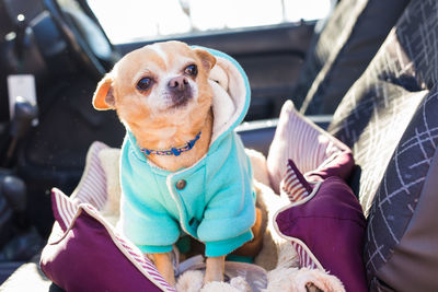 Portrait of dog sitting outdoors