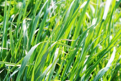 Close-up of crops growing on field