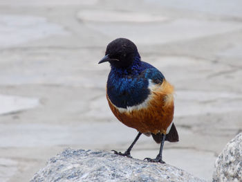 Close-up of bird perching on rock