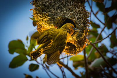 Low angle view of bird perching on tree