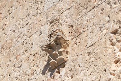 High angle view of lizard on sand