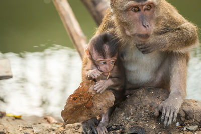 Close-up of long-tailed macaque with infant on rock at zoo