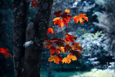 Autumn leaves on tree in forest