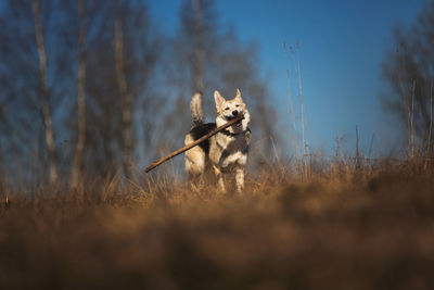 View of dog running on field