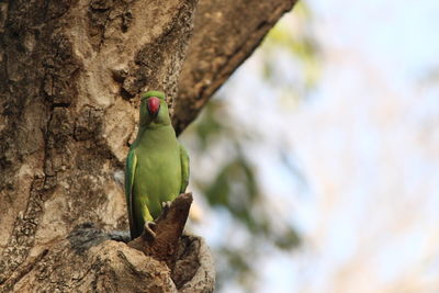 Low angle view of bird perching on tree