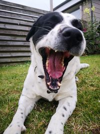 View of a dog on field