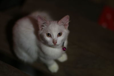 Close-up portrait of a kitten