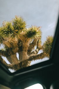 Palm tree seen through car window