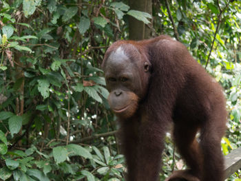 Monkey in a forest