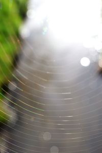 Close-up of spider on web