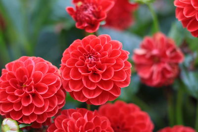 Close-up of pink flowers