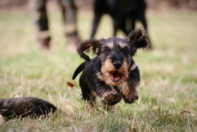 Portrait of dog on grass