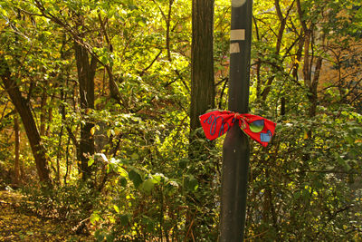 Close-up of red flower growing in forest