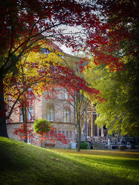 Trees in park during autumn