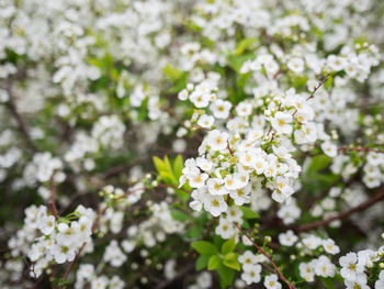 Close-up of white cherry blossoms in spring