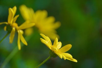 Close-up of yellow flowering plant