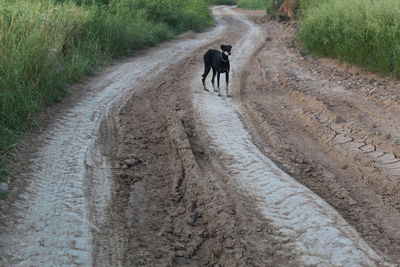 View of horse walking on dirt road
