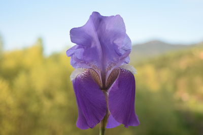 Close-up of purple iris