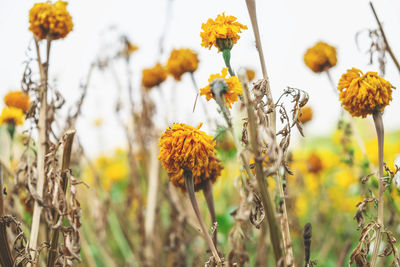 Close-up of yellow flowering plants on field