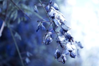 Close-up of wilted plant against blue sky