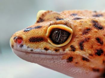 Close-up of a lizard