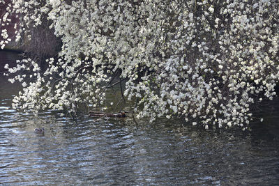 View of cherry blossom by river