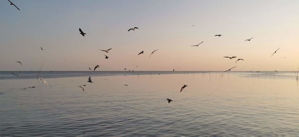 Flock of birds flying in the sky