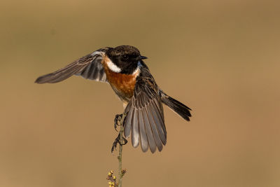 Close-up of bird flying