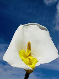 Close-up of white rose flower against sky