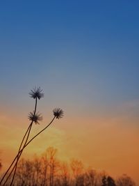 Silhouette of plants against sky during sunset