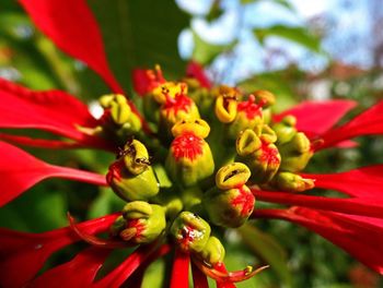 Close-up of red flowers