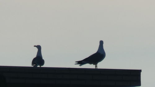 Low angle view of bird perching against clear sky