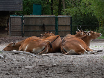 Horses in the field