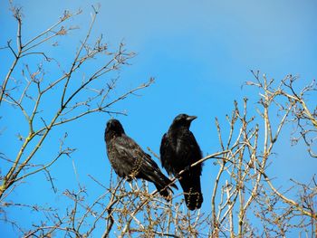 Low angle view of bird perching on bare tree against clear sky