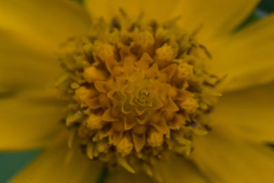 Close-up of yellow flowering plant