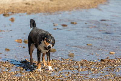 View of dog on beach