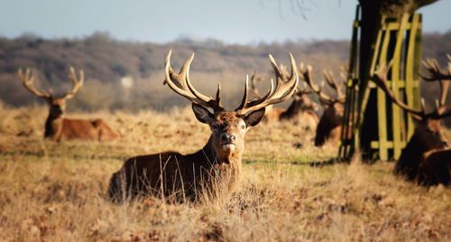 Deer on field