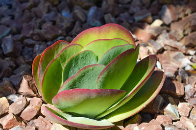 High angle view of succulent plant on field